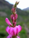 Onobrychis montana